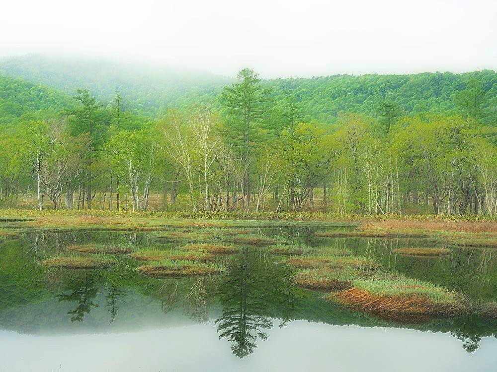 尾瀬　新緑の湿原　池塘_a0287533_15550416.jpg