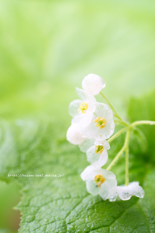 野沢温泉村　透明になる花・サンカヨウ_b0404739_17395338.jpg