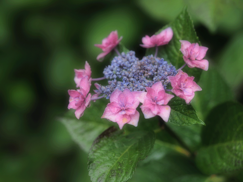 d0290240_03451228.gif