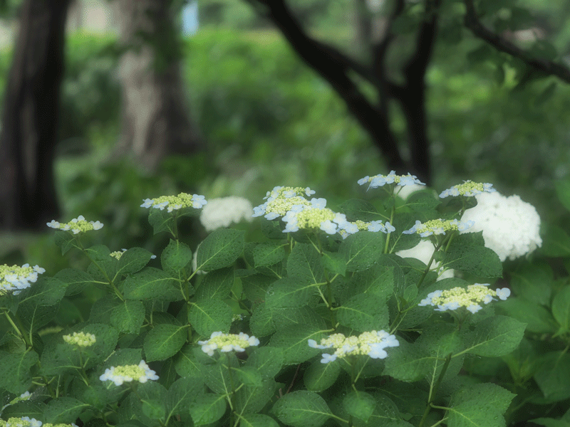 d0290240_03452044.gif