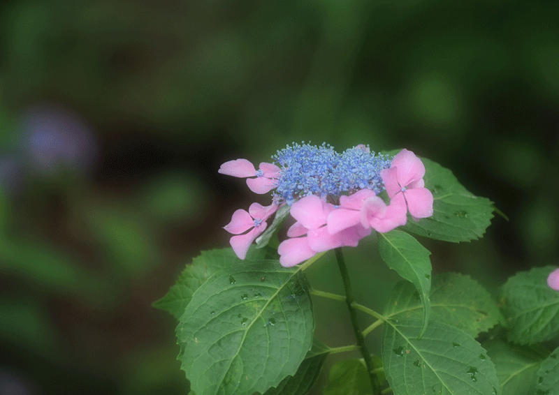 d0290240_03453776.gif