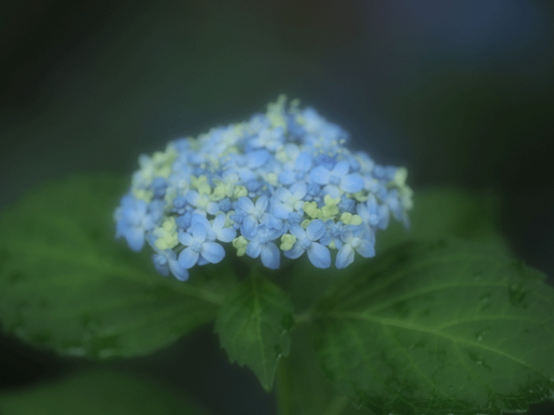 d0290240_03461928.gif