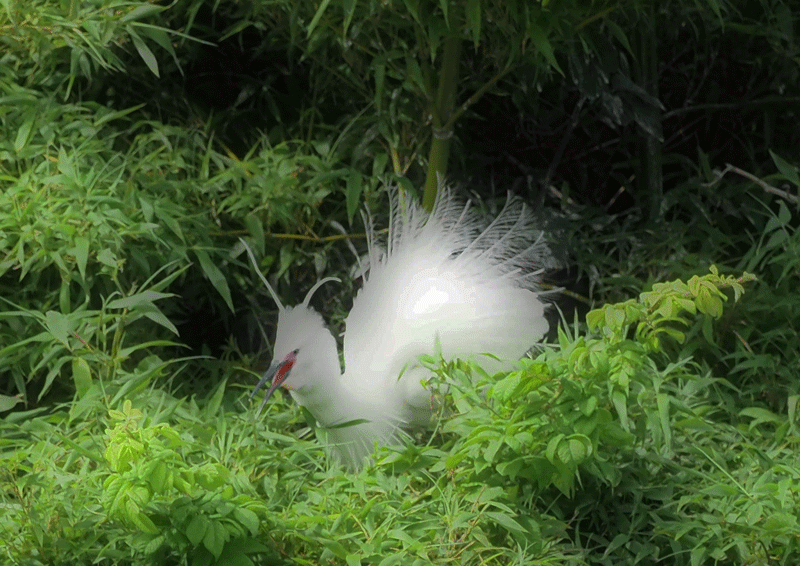 d0290240_16245450.gif