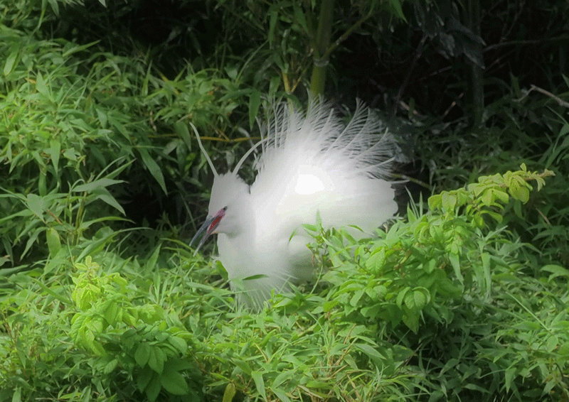 d0290240_16250143.gif