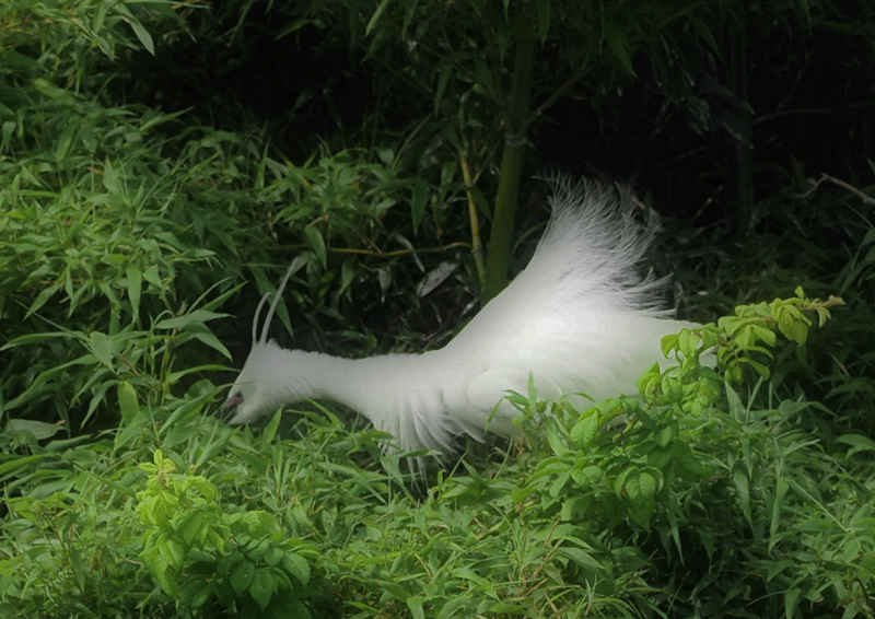 d0290240_16251038.gif