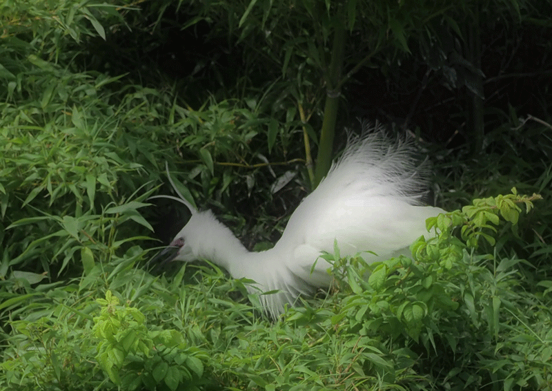 d0290240_16252016.gif