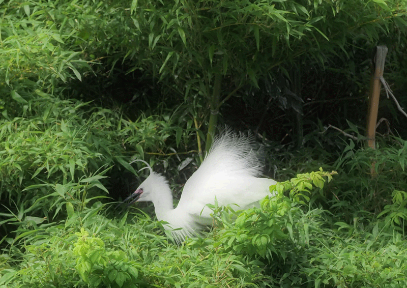d0290240_16252777.gif