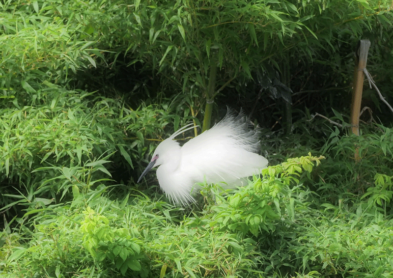 d0290240_16260262.gif