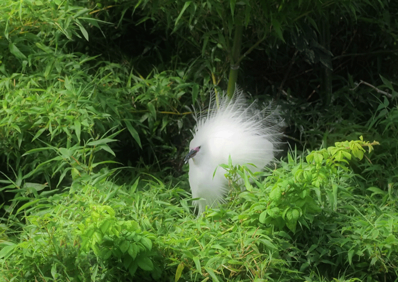 d0290240_16261613.gif