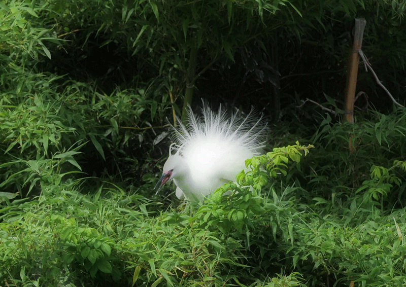 d0290240_16262652.gif
