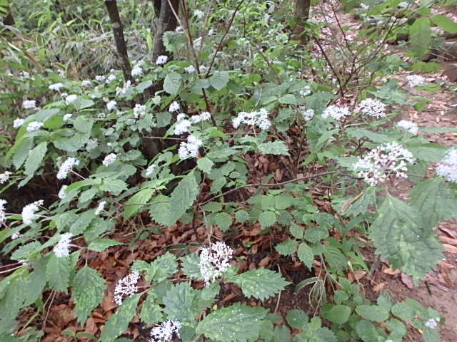 摩耶山 桜谷道 誰がおっさんャ~_f0334143_1838274.jpg