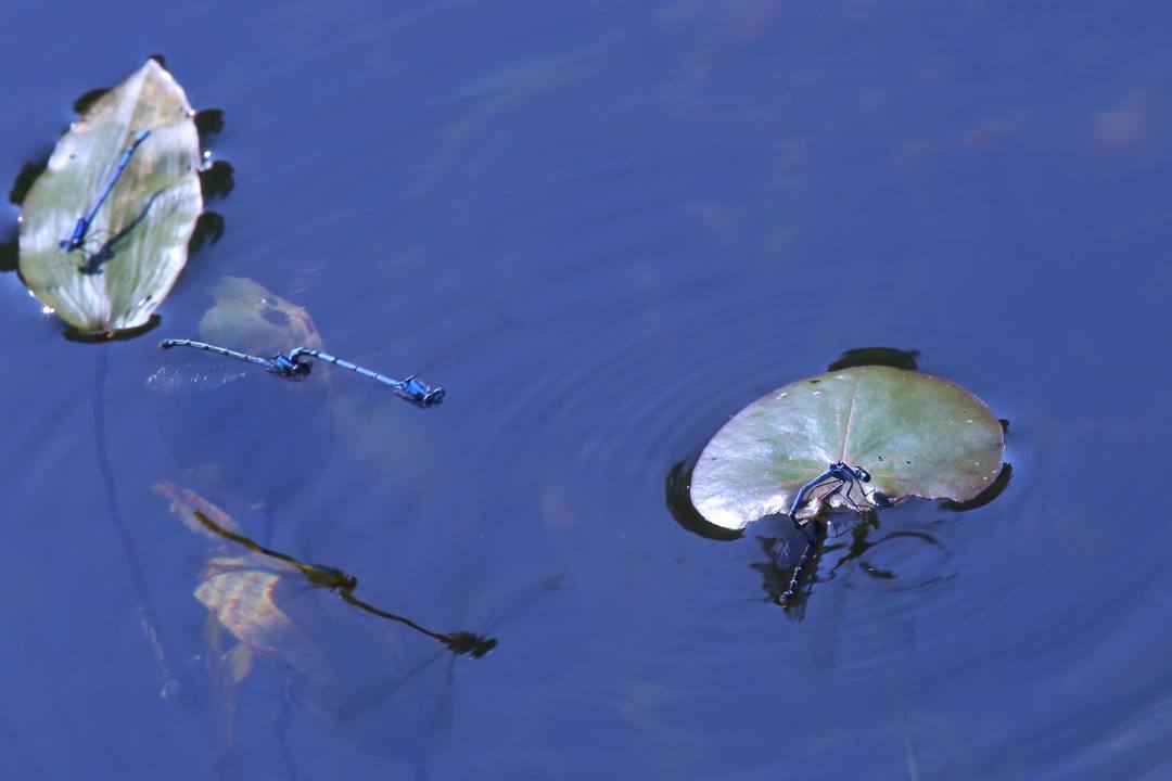 e0403850_19475863.jpg