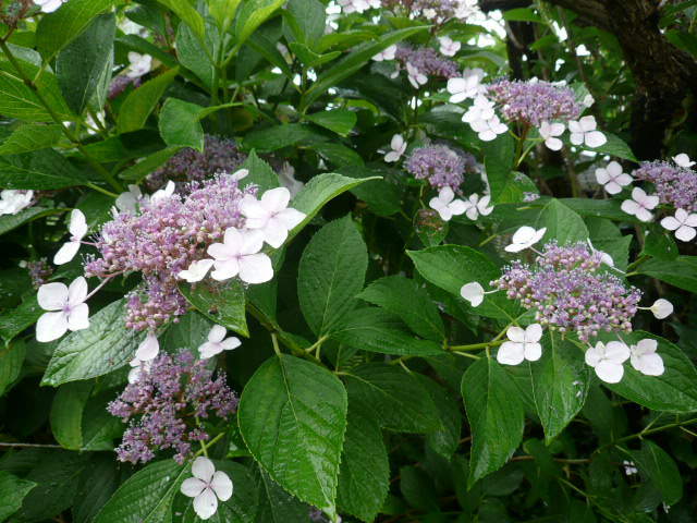 c0043055_14521747.jpg