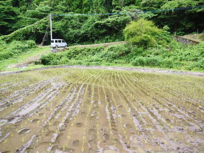 米作りの挑戦(2019) 田植え(前編:苗半作)_a0254656_17565890.jpg