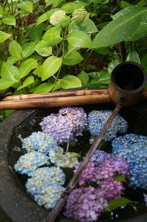 ちょっと早めの紫陽花寺_d0129083_21394699.jpg