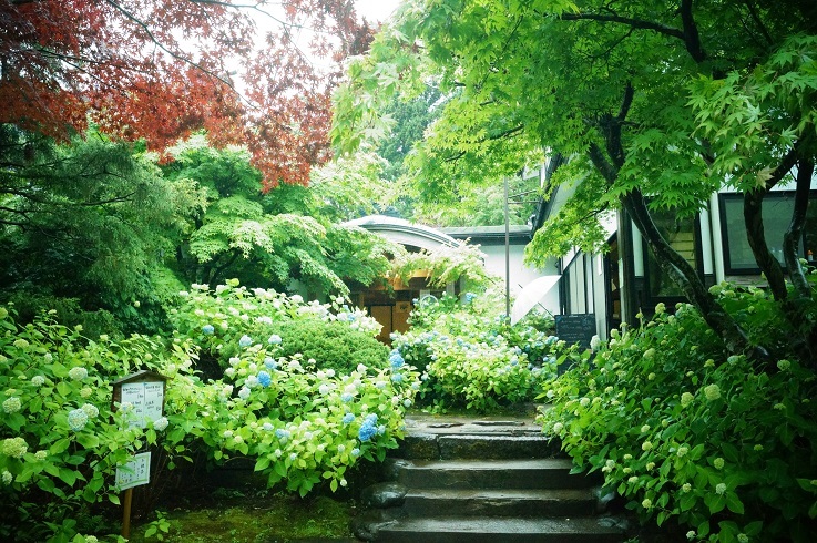 ちょっと早めの紫陽花寺_d0129083_21400301.jpg