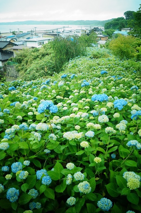 ちょっと早めの紫陽花寺_d0129083_21404454.jpg