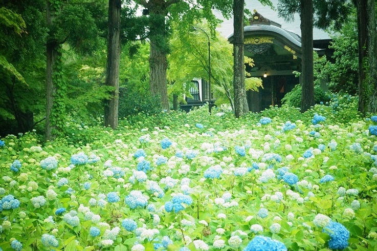ちょっと早めの紫陽花寺_d0129083_21410169.jpg