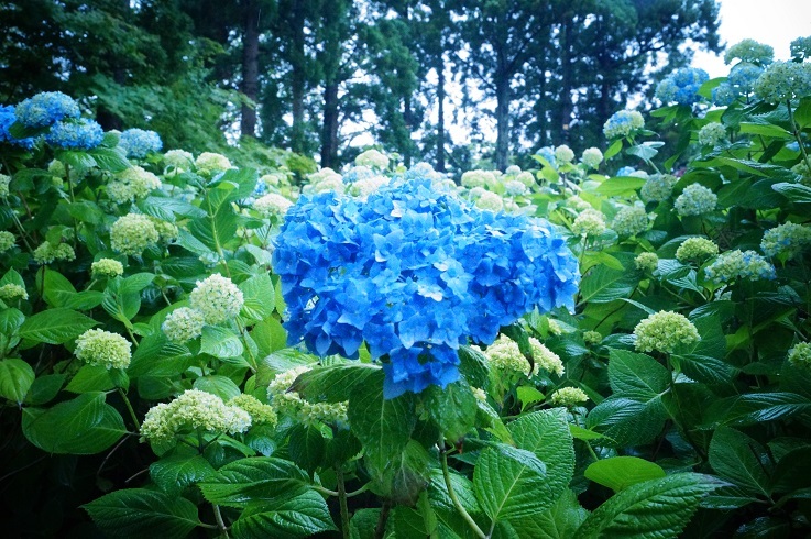 ちょっと早めの紫陽花寺_d0129083_21431043.jpg