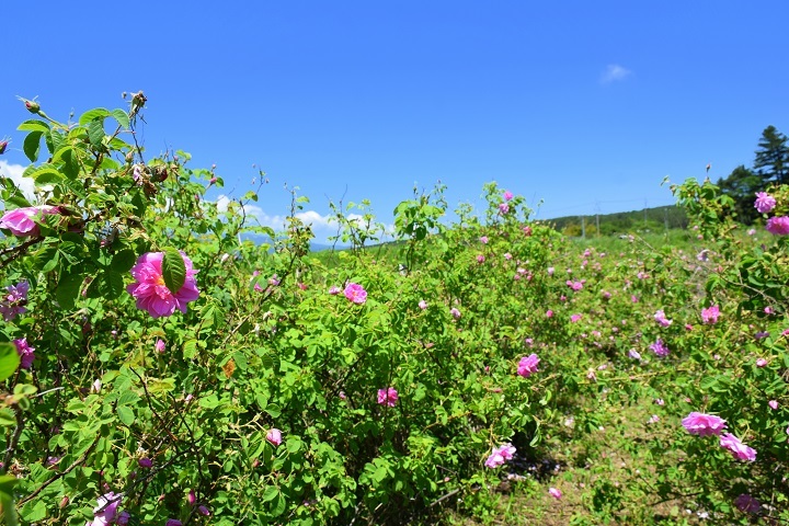 d0099791_12045412.jpg