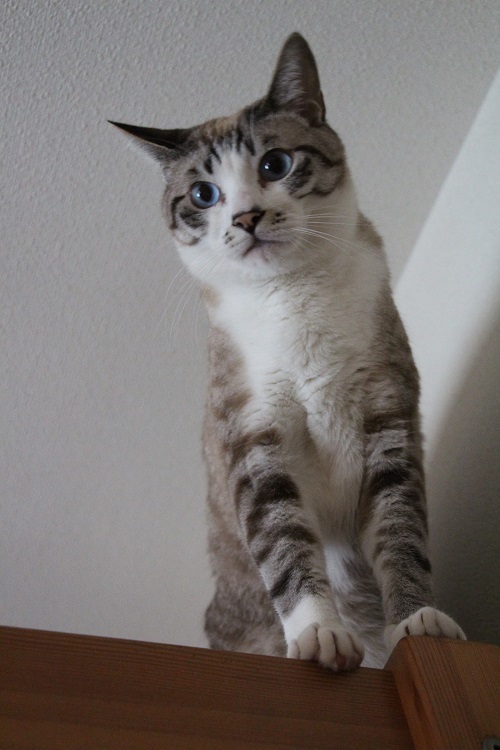 家の中の猫道_a0333195_16311627.jpg