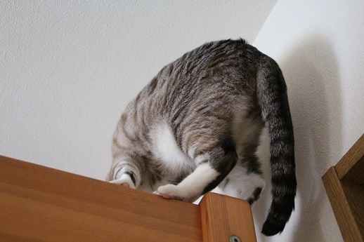 家の中の猫道_a0333195_16312380.jpg