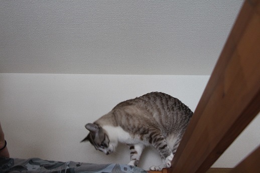 家の中の猫道_a0333195_16312967.jpg