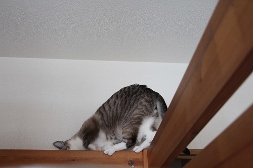 家の中の猫道_a0333195_16313598.jpg