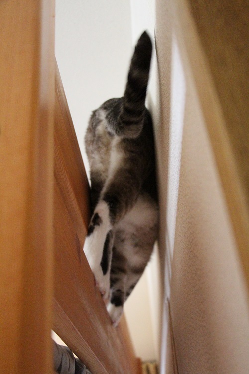 家の中の猫道_a0333195_16314290.jpg
