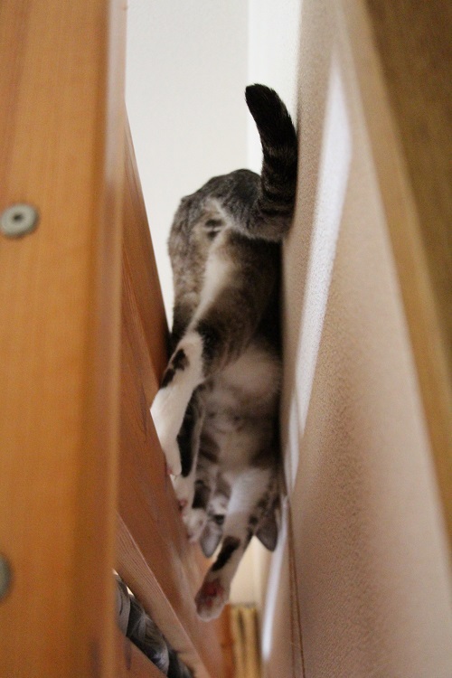 家の中の猫道_a0333195_16314889.jpg