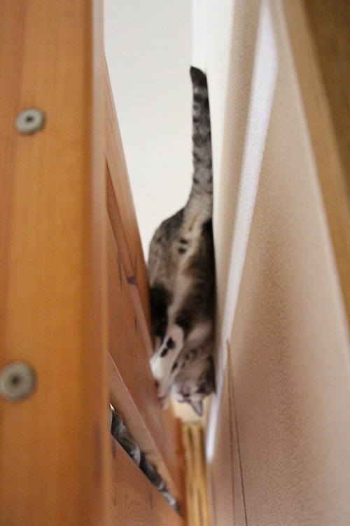 家の中の猫道_a0333195_16375113.jpg