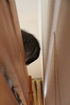 家の中の猫道_a0333195_16415701.jpg