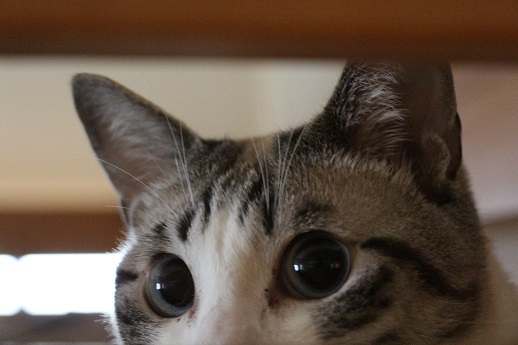 家の中の猫道_a0333195_16450963.jpg