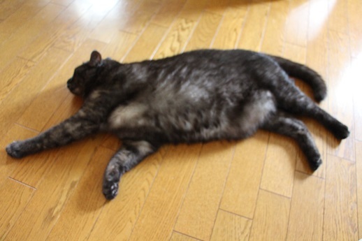 抜け毛_a0333195_17224943.jpg