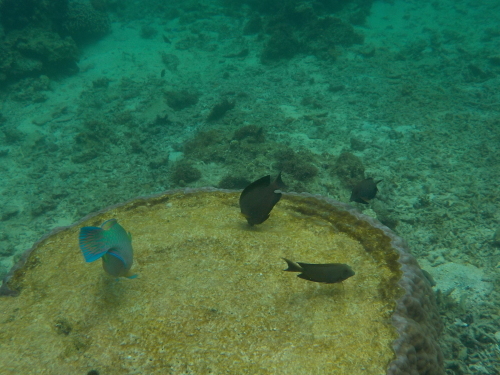 d0074596_20263426.jpg