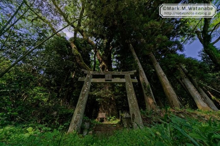 名も知らない神社の巨樹_e0135098_06520330.jpg