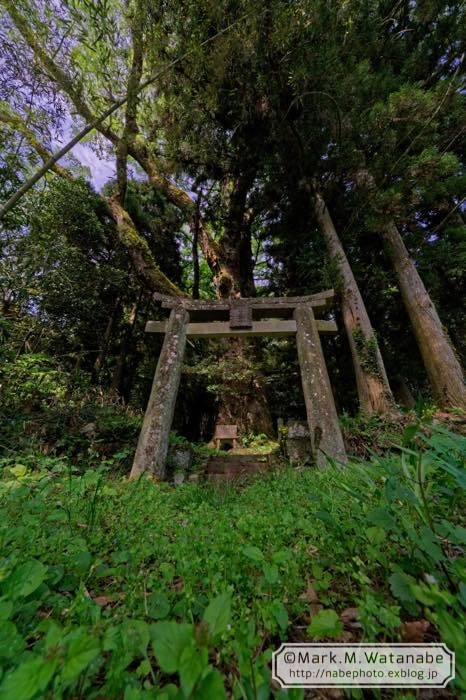 名も知らない神社の巨樹_e0135098_06522743.jpg