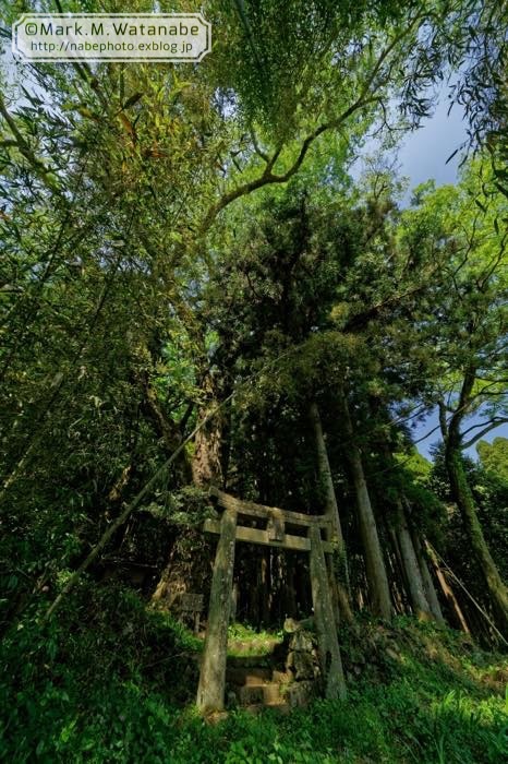 名も知らない神社の巨樹_e0135098_06525030.jpg