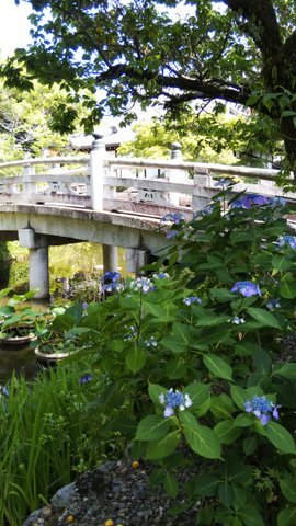 2019.06.13の京さんぽ～黒谷さん（金戒光明寺）_e0410498_13453628.jpg