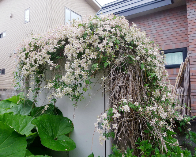 クレマチスの物置/ Beautiful Garden Shed._e0120899_18370144.jpg