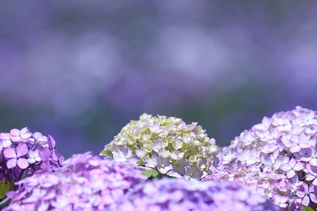 紫陽花と 菖蒲が競演 今日の宴 葛飾区水元公園 旅プラスの日記 紫陽花と 菖蒲が競演 今日の宴 葛飾区水元公園 旅プラスの日記