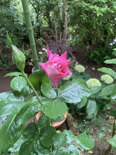 c0152002_21094486.jpeg