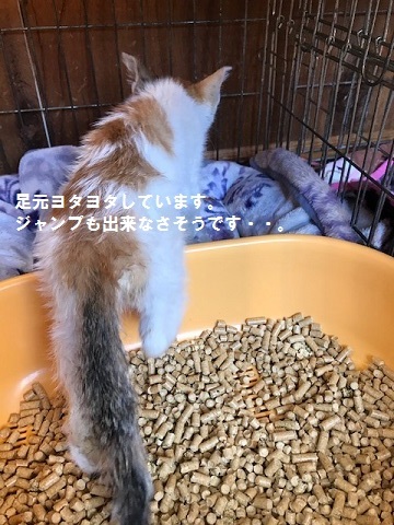 負傷収容だった子猫2匹_f0242002_16304891.jpg