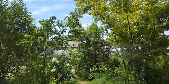 夏の庭 と 板橋の家 雨養生_d0080906_12310501.jpg