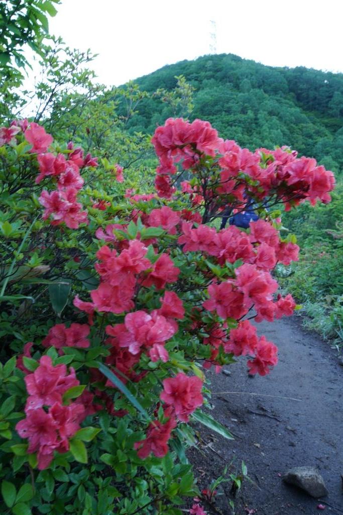 2019/6/13 『平標山～仙ノ倉山』花いっぱいの稜線歩き＆嬉しいバッタリ_a0340812_08201633.jpg