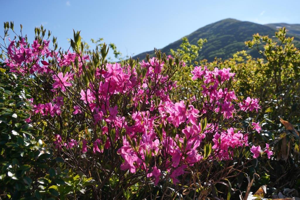 2019/6/13 『平標山～仙ノ倉山』花いっぱいの稜線歩き＆嬉しいバッタリ_a0340812_08203395.jpg