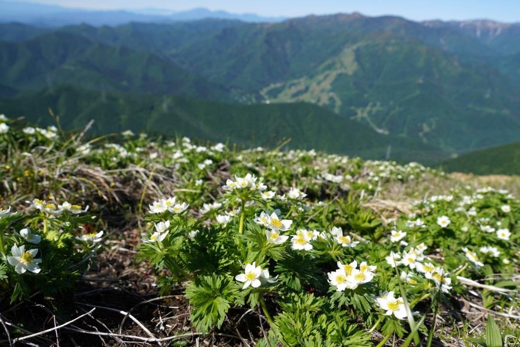 2019/6/13 『平標山～仙ノ倉山』花いっぱいの稜線歩き＆嬉しいバッタリ_a0340812_08205670.jpg