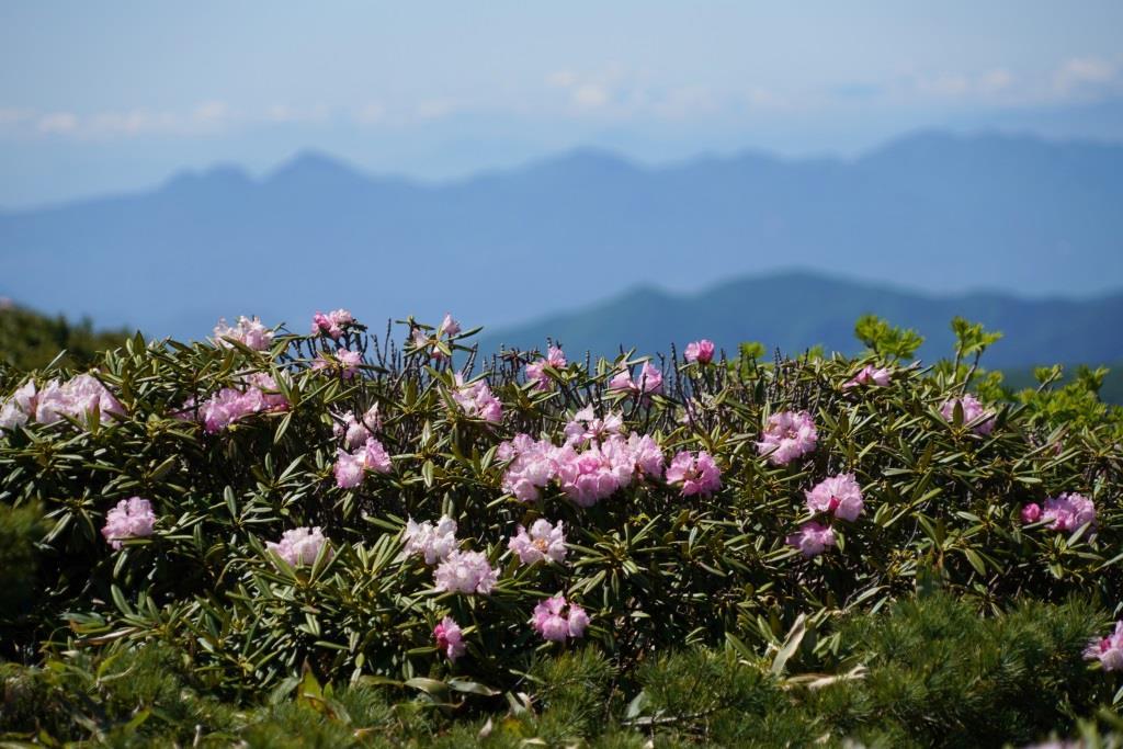 2019/6/13 『平標山～仙ノ倉山』花いっぱいの稜線歩き＆嬉しいバッタリ_a0340812_08213761.jpg