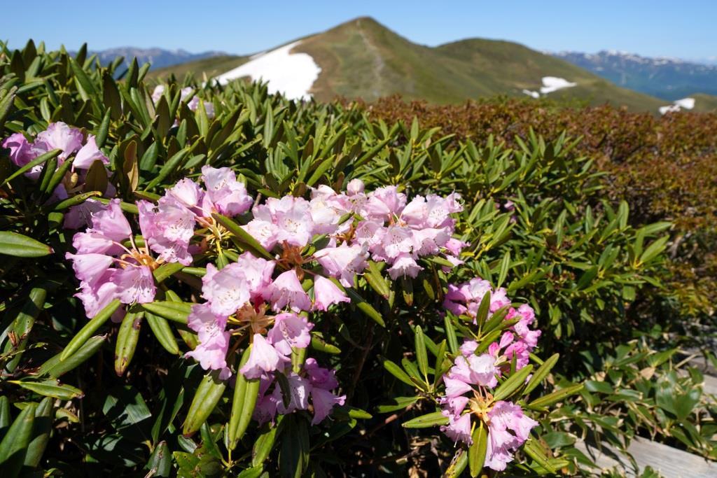 2019/6/13 『平標山～仙ノ倉山』花いっぱいの稜線歩き＆嬉しいバッタリ_a0340812_08214070.jpg