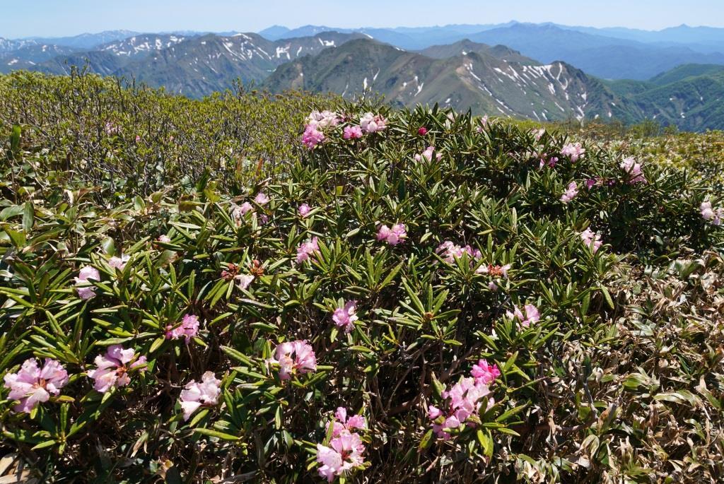 2019/6/13 『平標山～仙ノ倉山』花いっぱいの稜線歩き＆嬉しいバッタリ_a0340812_08220111.jpg